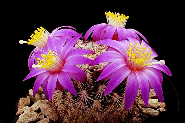 Mammillaria_deherdtiana